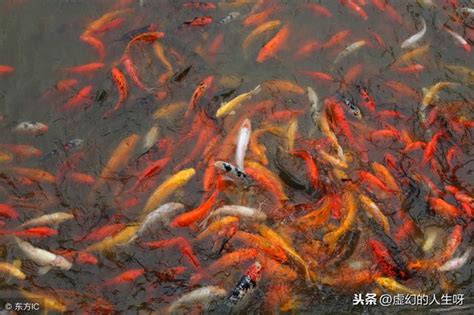 夢見水中有魚|夢見活魚